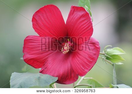 Red Shoeblackplant Hibiscus Rosa Sinensis Garden Flower