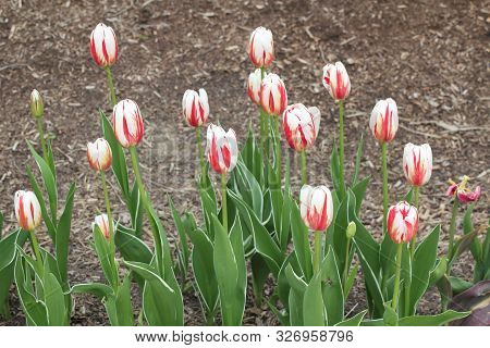 Pink White Summer Garden Tulip Flowers In Summer