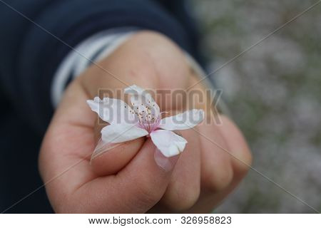 A Hand Holding A Flower Blossom Petals