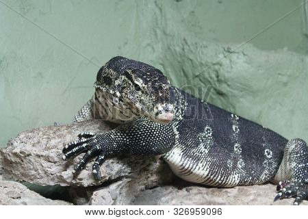 A Large Monitor Lizard On Rocks Against A Wall