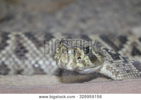 A Diamond Back Rattlesnake Face Close Up