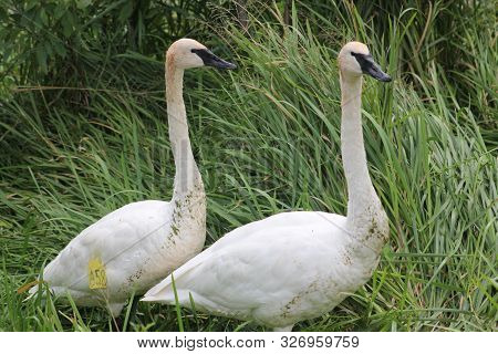 Two Trumpeter Swans, Cygnus Buccinator Face In Marsh Vegetation