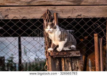 Spotted Kitten On The Stairs In The Fence