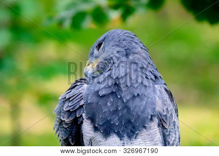 Portrait of a amazing southamerican bird with a natural green background. Geranoaetus melanolencis.