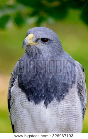 Portrait of a amazing southamerican bird with a natural green background. Geranoaetus melanolencis.