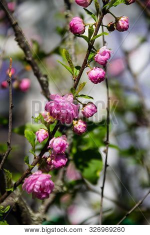 Branch Of Prunus Triloba (louiseania Ulmifolia) Blossoms. Spring Twig Of Almond Trilobate With Beaut
