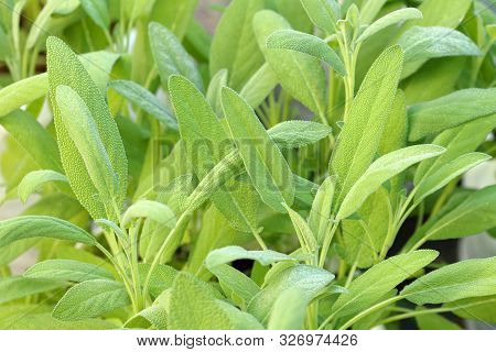 Common Sage ; A Member Of The Mint Family, Use For Medicinal And Culinary