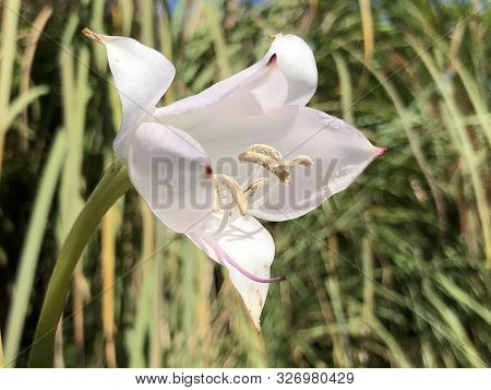 Swamp Lily (crinum X Powellii) Or Hakenlilie - Botanical Garden St. Gallen, Switzerland
