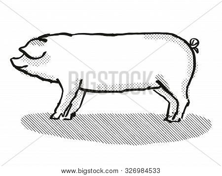 Retro Cartoon Style Drawing Of A Welsh  Sow Or Boar, A Pig Breed Viewed From Side On Isolated White 