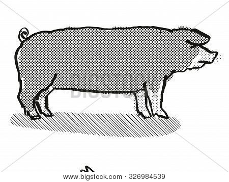 Retro Cartoon Style Drawing Of A Poland China Sow Or Boar, A Pig Breed Viewed From Side On Isolated 