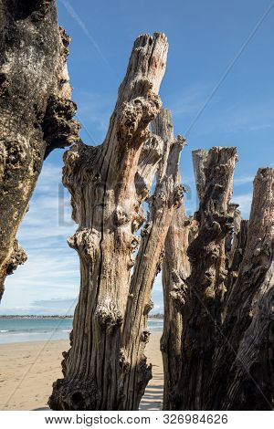 Big Breakwater, 3000 Trunks To Defend The City From The Tides, Plage De L Eventail Beach In Saint-ma