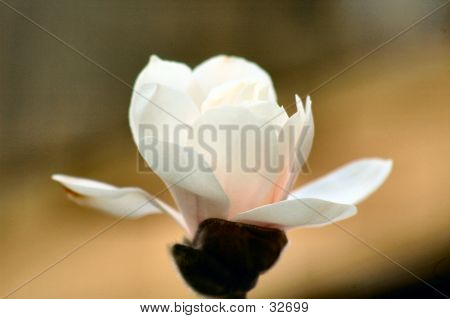 Fleur 1
