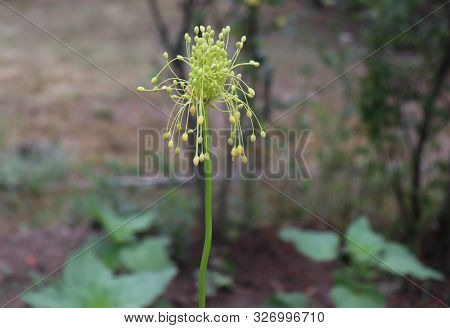 Close-up View Of Yellow Flower Allium Flavum On A Meadow. Allium Flavum, The Small Yellow Onion Or Y