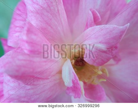 Wild Rose Or Rosa Acicularis Or Prickly Wild Rose