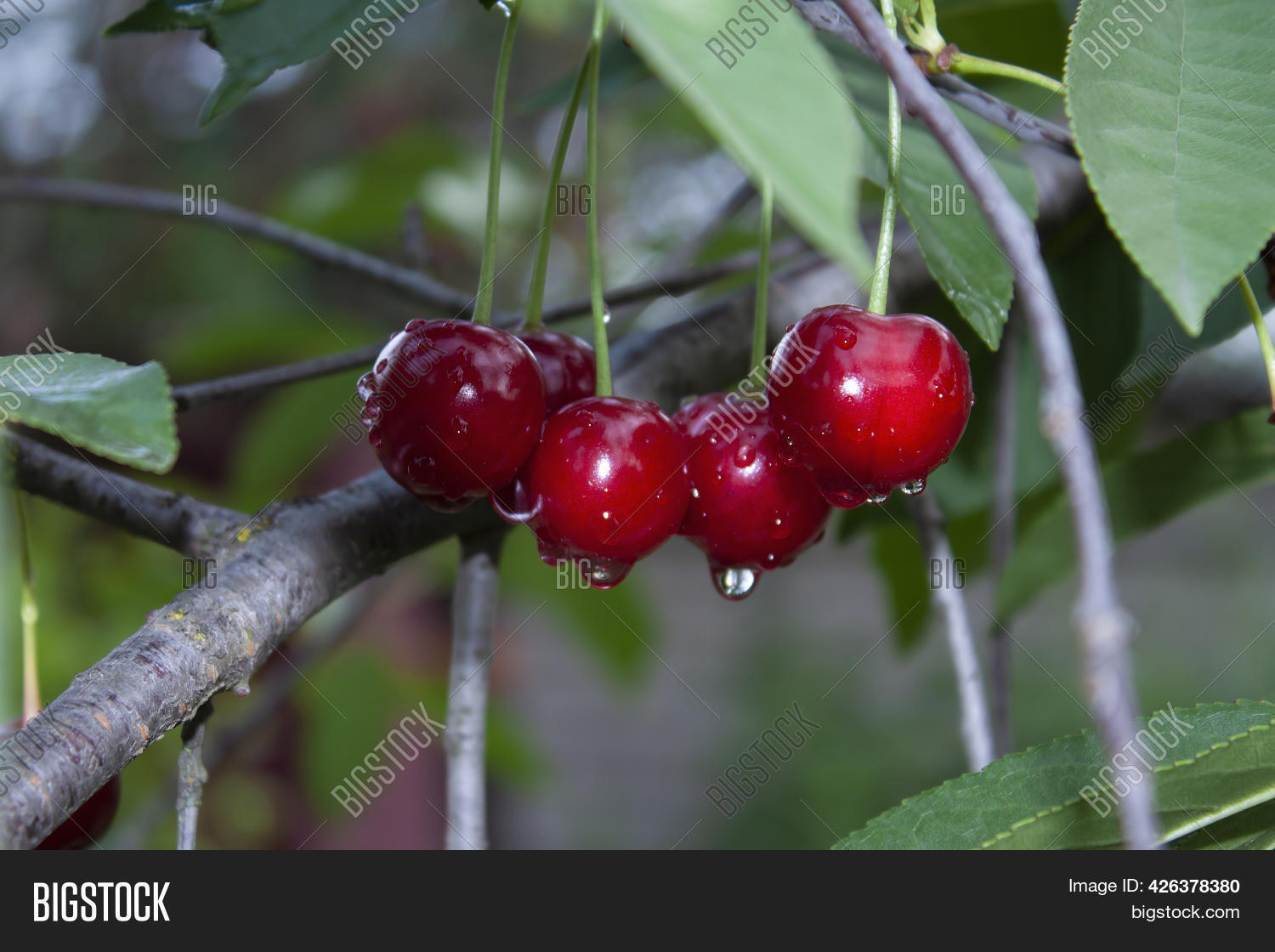 Ripe Cherry Fruits Image & Photo (Free Trial) | Bigstock