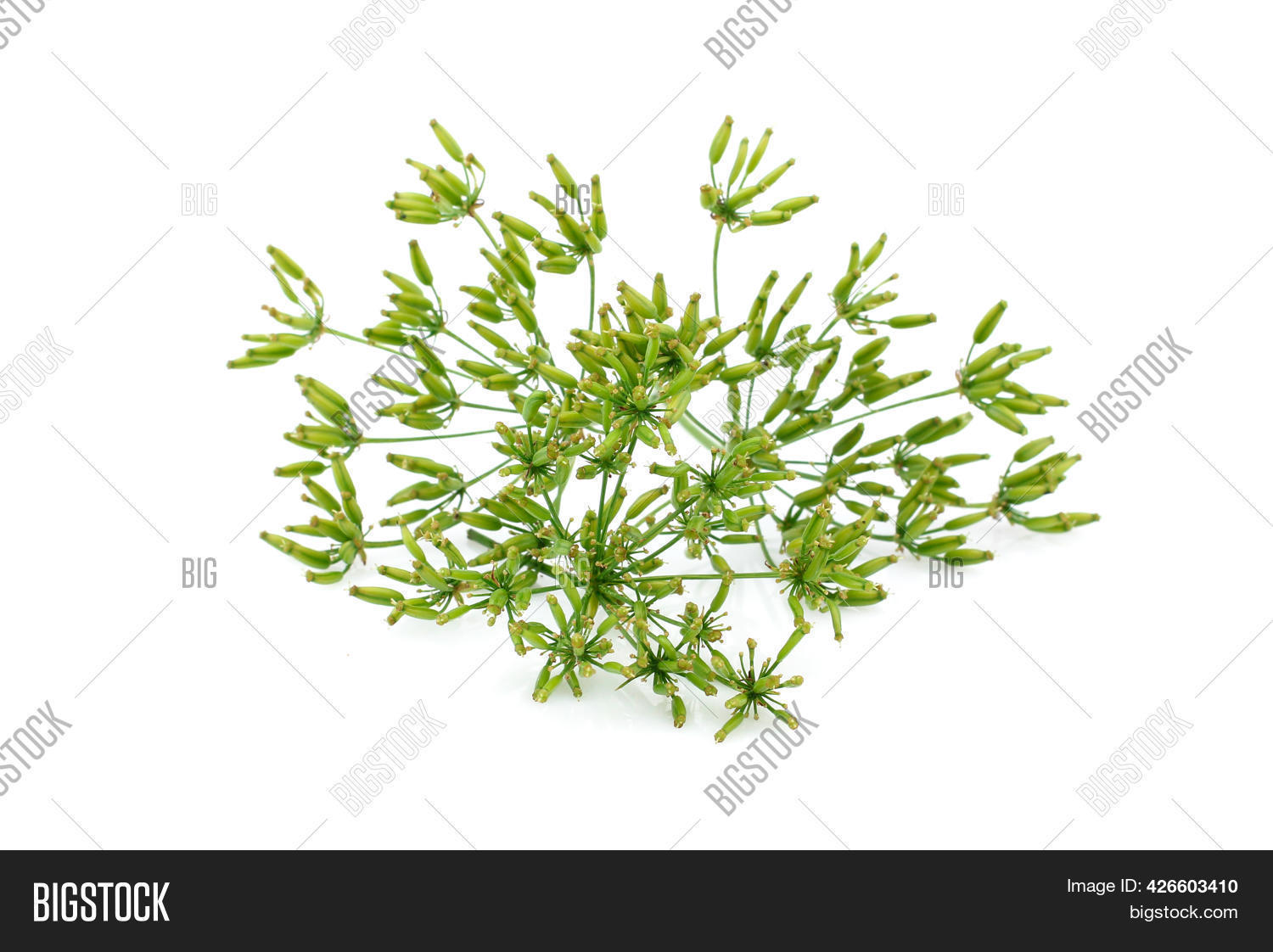 Fresh Wild Fennel Head Image & Photo (Free Trial) Bigstock