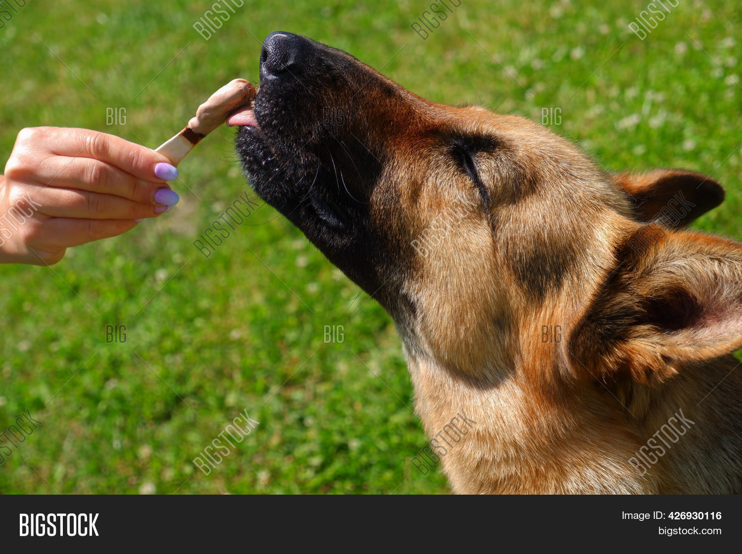 What Do I Do If My Dog Eats A Popsicle Stick
