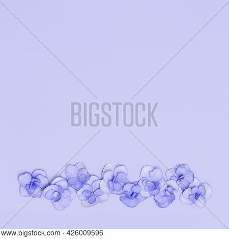 Natural Blossom Flowers Hydrangea On Violet Background. Layout With Small Pink Blooming Plant, Monoc