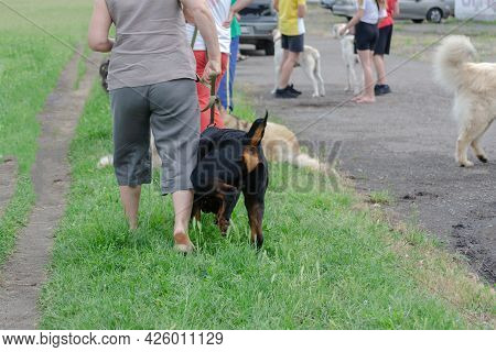 Group Of People Take Walk With Their Pets At Dog Park. Dogs Of Different Breeds And Ages Play On The