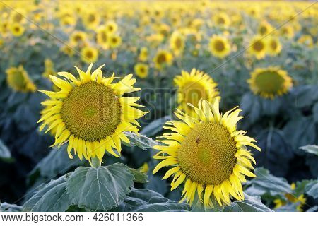 Sunflower Field In Bloom. Dixon, Solano County, California, Usa.