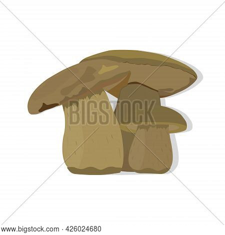 Vector Illustration Of Forest Mushrooms Isolated On White Background