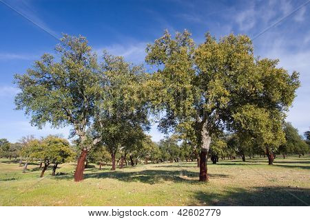 Sobreiro, Monfrague, Cáceres, Extremadura, Espanha