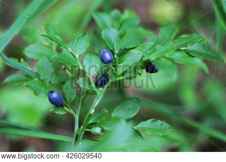 A Branch Of Red Currant. Ripe Red Currant Berries On A Branch Against The Background Of A Wooden Fen