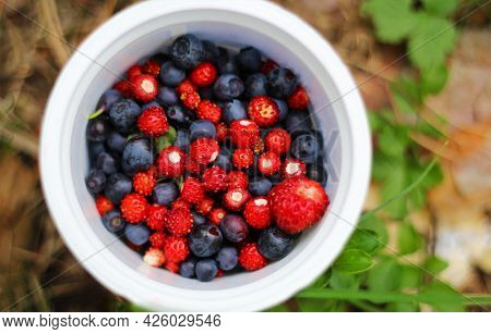 A Branch Of Red Currant. Ripe Red Currant Berries On A Branch Against The Background Of A Wooden Fen