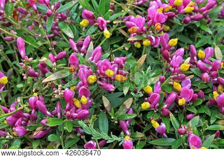 Polygala Chamaebuxus, The Shrubby Milkwort, Is An Ornamental Plant. It Is Native To The Alps And The