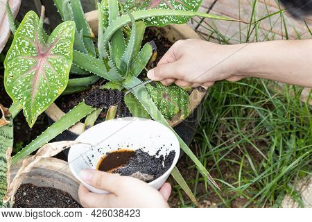 Coffee Grounds Being Added To Alovera Plant As Natural Organic Fertilizer Rich In Nitrogen For Growt
