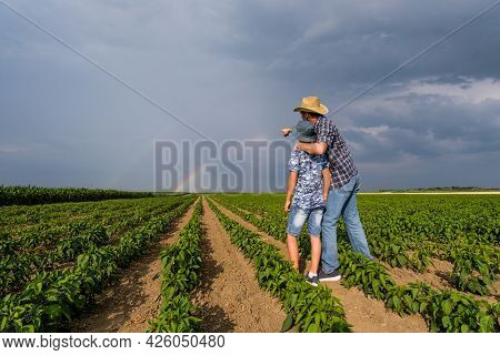 Father Is Teaching His Son About Cultivating Chili. Chili Plantation Successfully Sown. Farmers In A