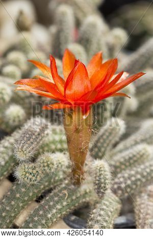 Red Flower Of Peanuts Cactus, Chamaecereusa Silvestrii Flower