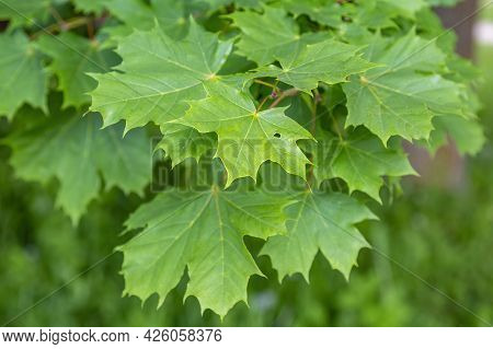 Summer Green Color Of The Deciduous Maple Tree Of The Family Aceraceae