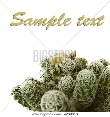 Studio Shot Cactus Mamillaria Gracia