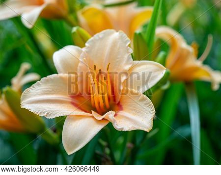 Daylilies Of Rich Orange Color In The Garden. High Quality Photo.
