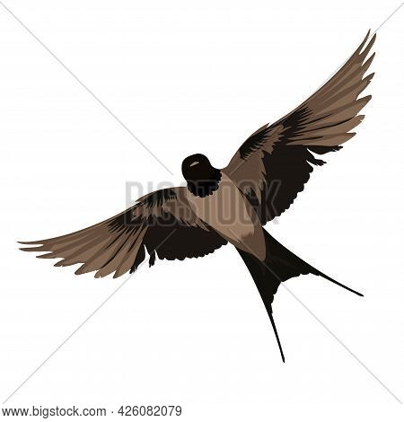 Swallows Vector Stock Illustration. A Bird In Flight. Wings And Feathers. Isolated On A White Backgr