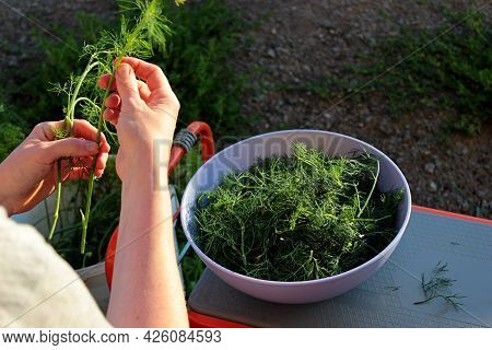 Preparation Of Green Dill For Freezing For Salads
