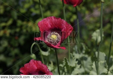 Red And Purple Poppy On A Dark Background