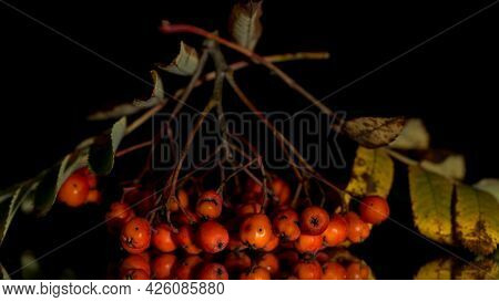 Rowan Berries Isolated On A Black Background