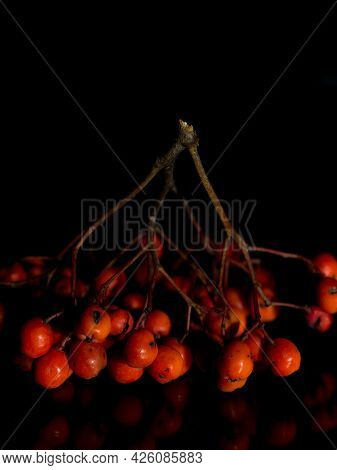 Rowan Berries Isolated On A Black Background