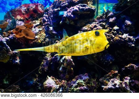 Fish Cowfish Longhorn Swimming In A Large Bright Aquarium Among The Reefs