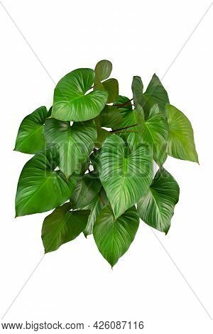 Green Leaf Homalomena Rubescens (king Of Hearts) On White Background, Real Tropical Jungle Foliage P