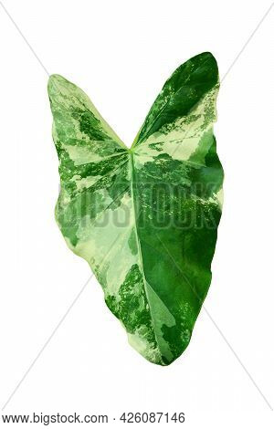 Green Leaf Alocasia Macrorrhizos On White Background, Real Tropical Jungle Foliage Plants, Alocasia 
