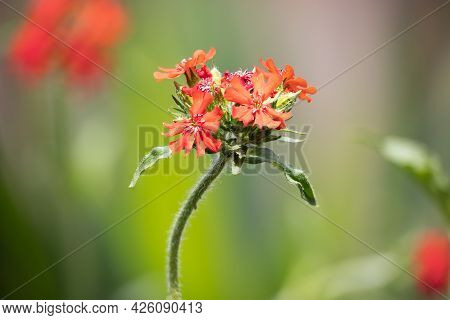 Detail Of Red Lychnis Chalcedonica Flower With Blurred Background, Photograph Made With Focus Stacki