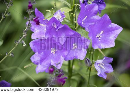 Detail Of Purple Campanula Persicifolia Flower With Blurred Background, Photograph Made With Focus S
