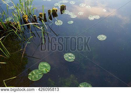 Surface Of A Lake Seen From Above With  Simplestem Bur-reed And Leaves Of Yellow Waterlily Plants Gr