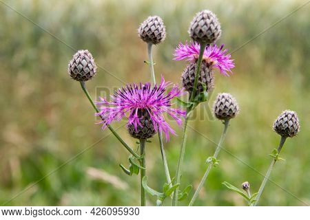 The Centaurea Plant Blooming In A Meadow