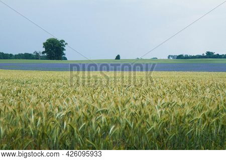 Field Of Cereal With A Field Of Centaurea Blooming In The Distance