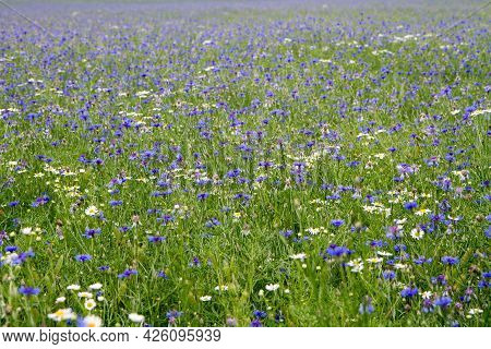 Centaurea And Mayweed Blooming In A Meadow