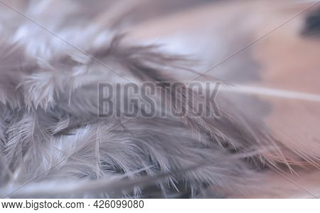 Nature Chicken Feather, Sofe Focus Texture Fluffy Wings Of Hens In Pastel Colour, Beautiful Abstract
